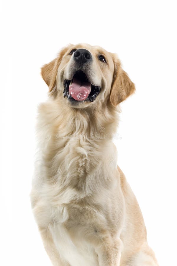 Lächelnder Hund stockfoto. Bild von hund, lächelnder 2866004