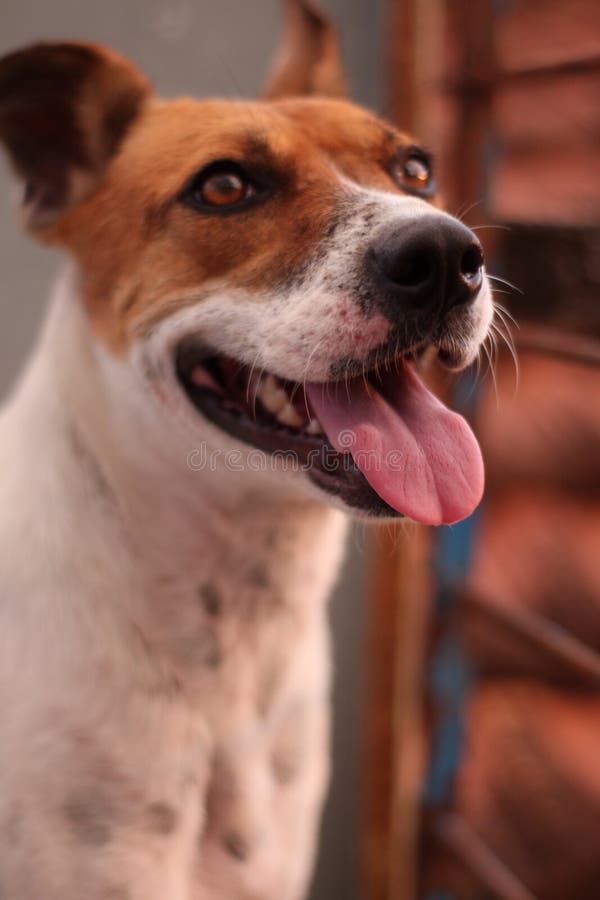 Lächelnder Hund, Während Den Sonnenuntergang Sieht Stockbild Bild von