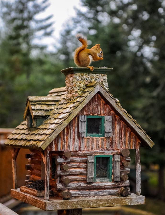 L'écureuil Regarde De La Maison Dans Le Paysage Du Parc Forestier Maison D' écureuil Dans Les Bois