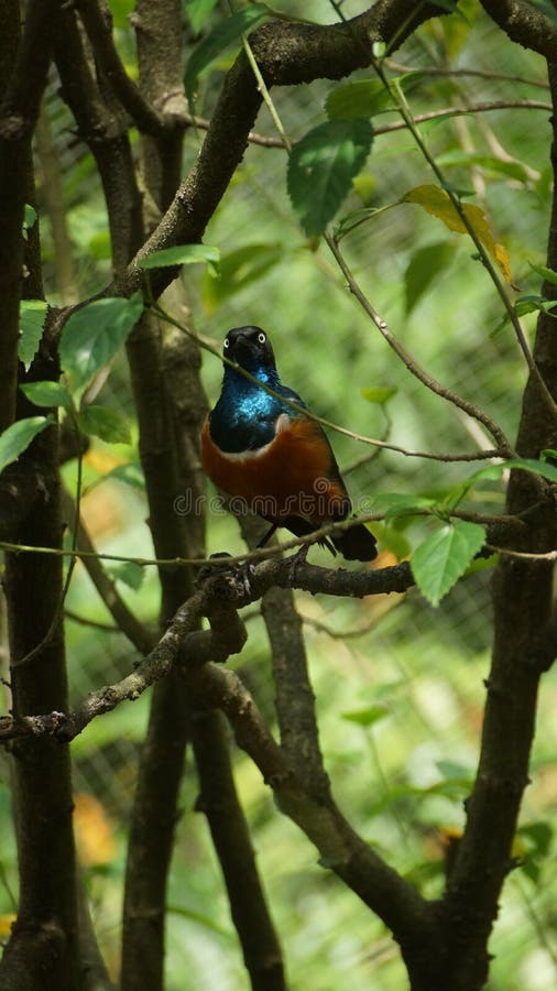 Oiseau Starling Bleu Photo Stock Image Du Buisson Sauvage
