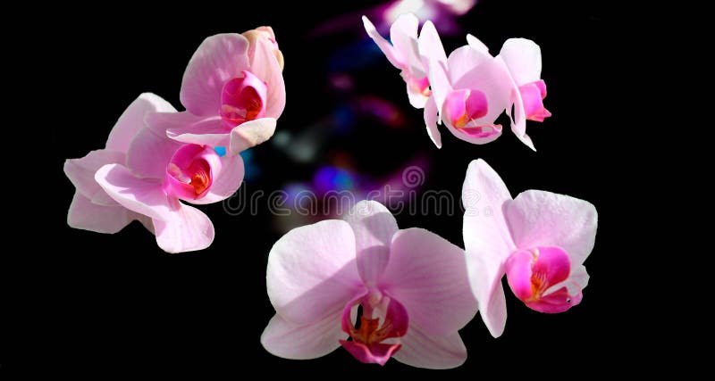 反对黑暗的紫色背景的粉色的兰花花 库存图片