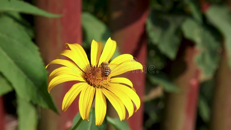L'abeille collecte le nectar d'un closeup de fleurs jaunes banque de vidéos