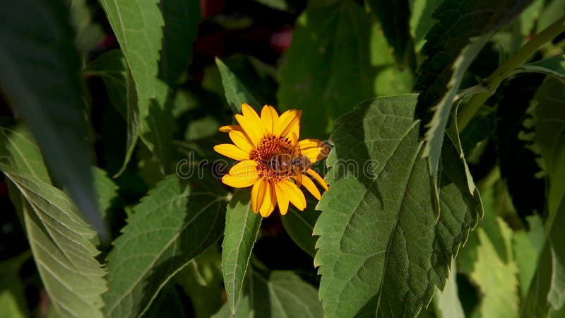 L'abeille collecte le nectar d'une fleur jaune feuilles vertes clips vidéos
