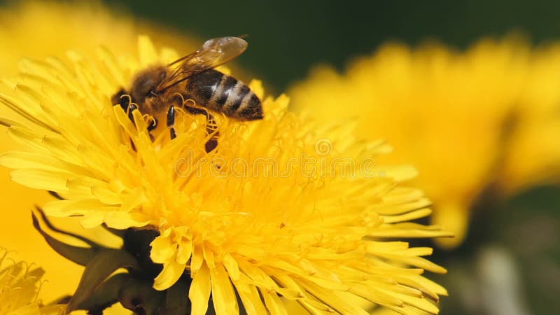 L'abeille de miel rassemble le pollen sur un pissenlit jaune