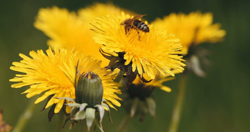 L'abeille de miel rassemble le pollen sur un pissenlit jaune