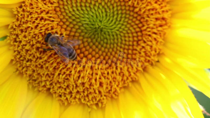 L'abeille de miel rassemblent le pollen sur un tournesol sur le gisement de tournesol Beauté étonnante de gisement de tournesol a