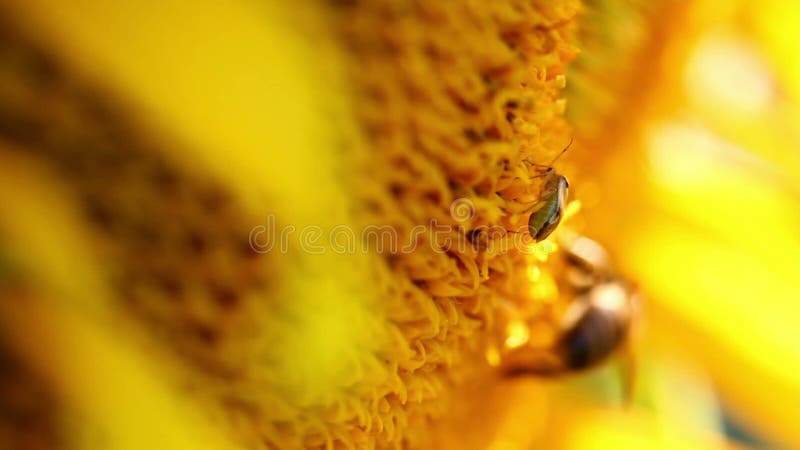 L'abeille de miel rassemblent le pollen sur un tournesol sur le gisement de tournesol Beauté étonnante de gisement de tournesol a