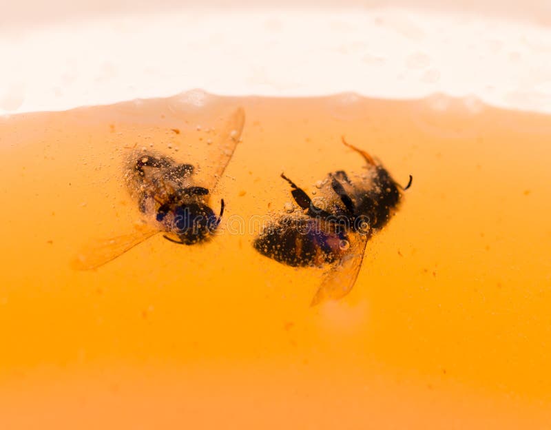 L'abeille flotte en miel orange image stock L'abeille flotte en miel orange image stock