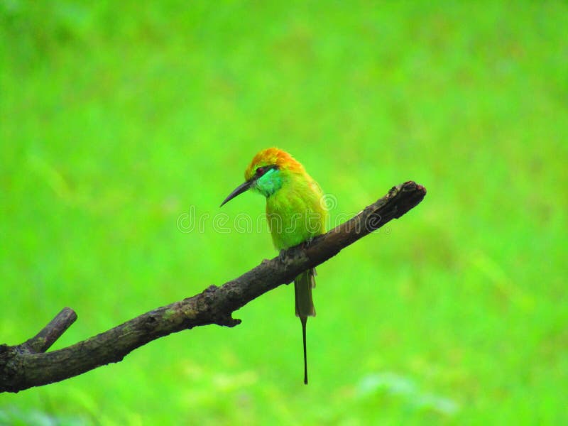 Labeille Mangeur Vert Parfois Petit Vert Dorientalis De