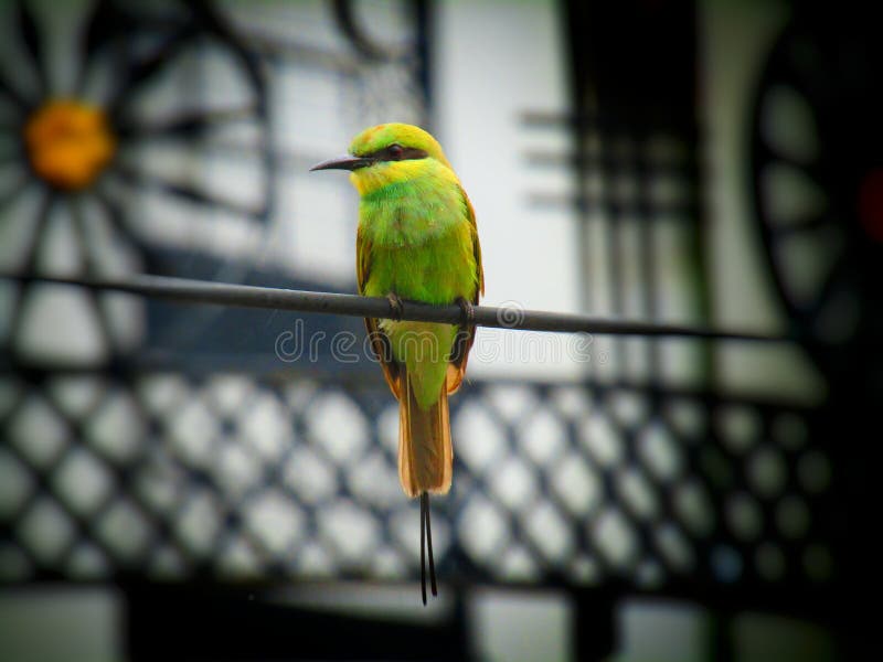 Labeille Mangeur Vert Parfois Petit Vert Dorientalis De