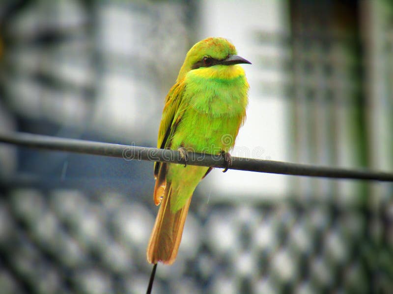 Labeille Mangeur Vert Parfois Petit Vert Dorientalis De