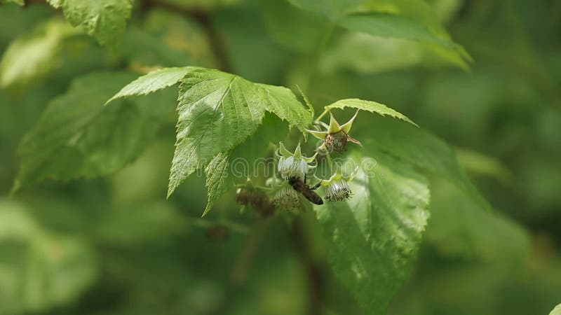 L'abeille rassemble le nectar des fleurs de framboise banque de vidéos