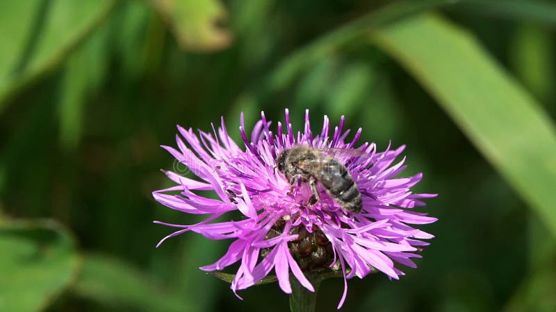 L'abeille rassemble le nectar et le pollen d'une fleur brune de centaurée banque de vidéos