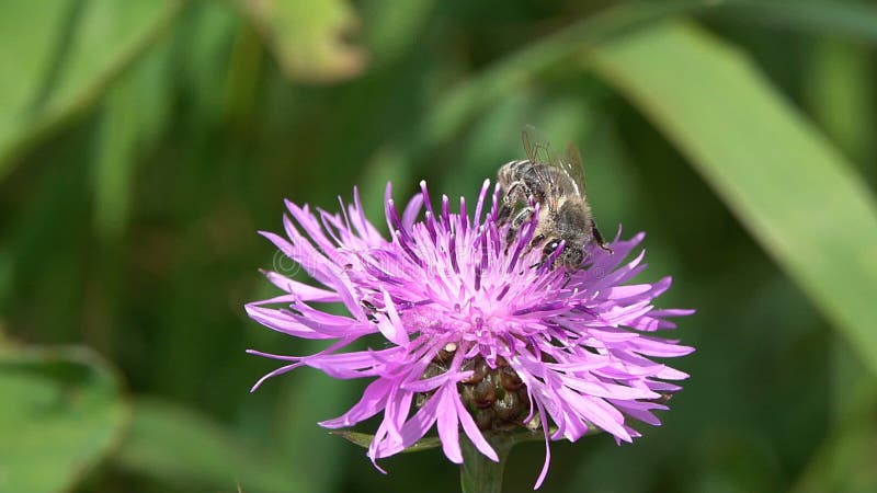 L'abeille rassemble le nectar et le pollen sur un mouvement lent de fleurs brune de centaurée banque de vidéos