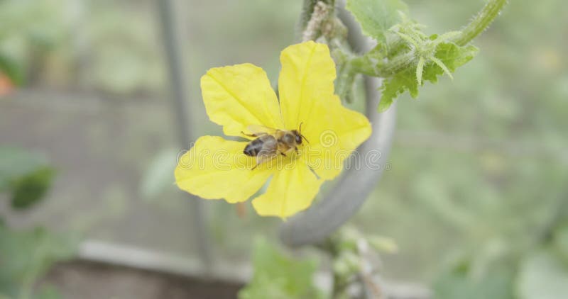 L'abeille rassemble le nectar sur la fleur jaune d'une usine de serre en verre. clips vidéos