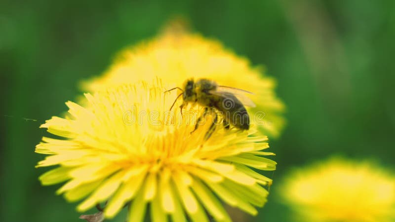 L'abeille rassemble le pollen d'un pissenlit