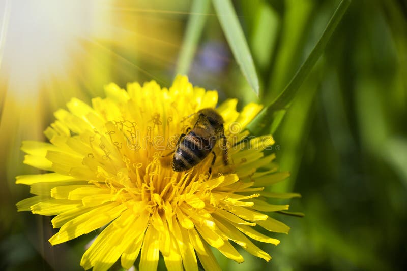 L'abeille rassemble nectaring sur la fleur jaune de pissenlit images stock L'abeille rassemble nectaring sur la fleur jaune de pissenlit images stock