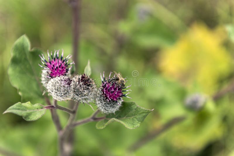 L'abeille sur le chardon fleurissant image libre de droits L'abeille sur le chardon fleurissant image libre de droits