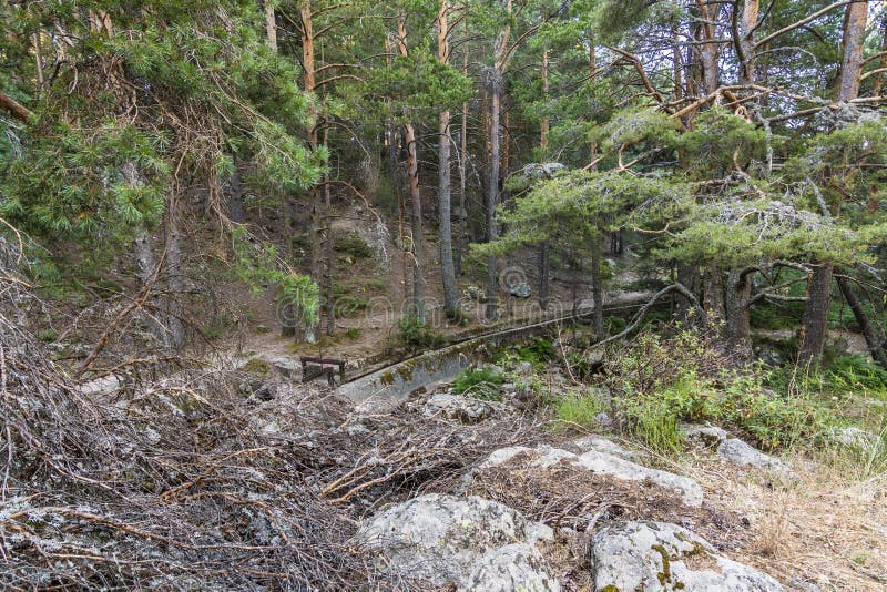 L'abetaia ed il canale idrico con il portone in un posto hanno chiamato La Barranca nella sierra de Guadarrama Madrid Spagna fotografie stock libere da diritti L'abetaia ed il canale idrico con il portone in un posto hanno chiamato La Barranca nella sierra de Guadarrama Madrid Spagna fotografie stock libere da diritti