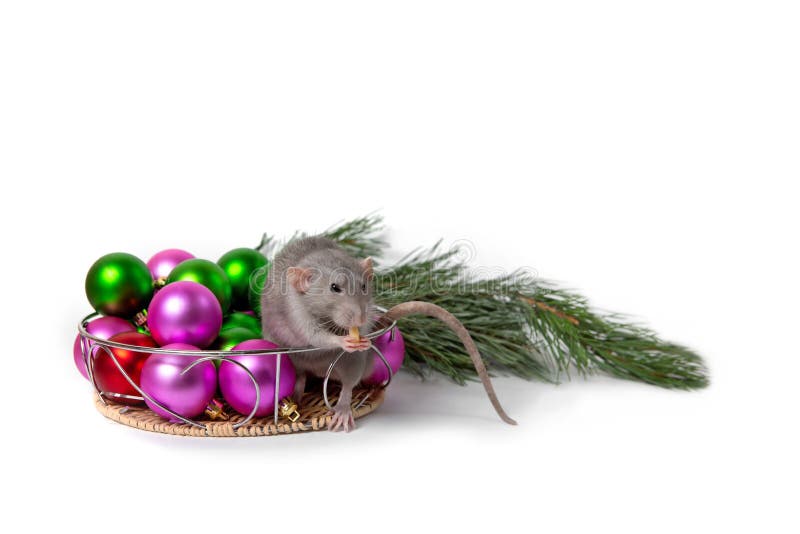 L'abruti de charme de rat se repose ? c?t? des d?corations de No?l et d'une branche de pin Invitation d'an neuf Symbole de l'an n photos stock L'abruti de charme de rat se repose ? c?t? des d?corations de No?l et d'une branche de pin Invitation d'an neuf Symbole de l'an n photos stock