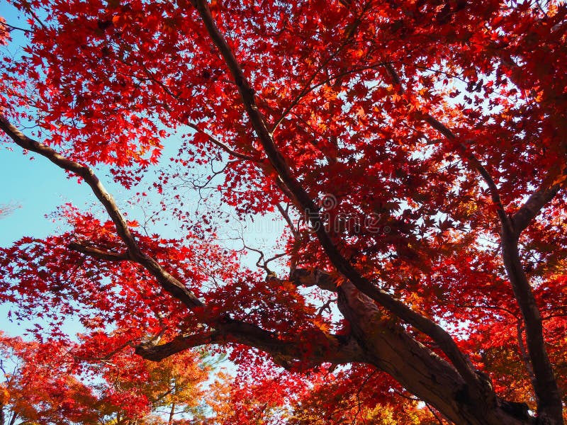 L'acero rosso arancione foglie l'albero contro il cielo azzurro nella stagione autunnale di Kyoto, Giappone immagine stock L'acero rosso arancione foglie l'albero contro il cielo azzurro nella stagione autunnale di Kyoto, Giappone immagine stock