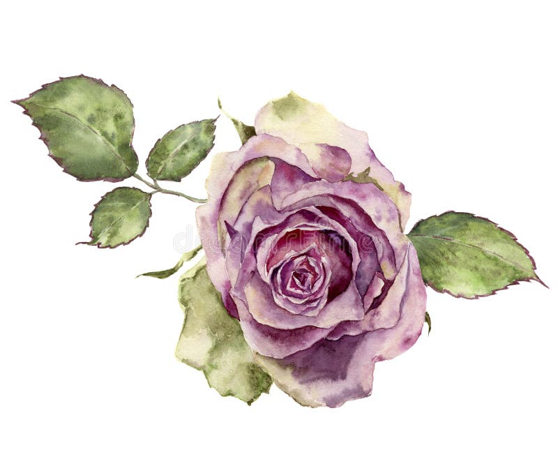 L'acquerello è aumentato con le foglie Illustr floreale d'annata dipinto a mano royalty illustrazione gratis