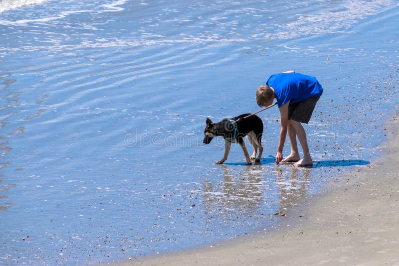 L'adolescent marche la plage avec son chien recherchant des coquillages image libre de droits L'adolescent marche la plage avec son chien recherchant des coquillages image libre de droits
