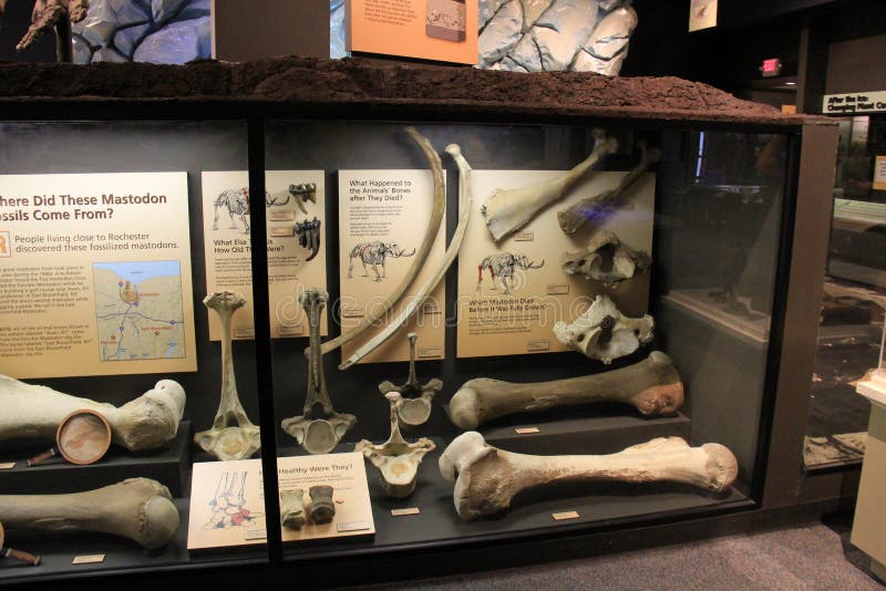 L'affichage de grands os découverts d'une vie a classé le mastodonte, musée de la Science, Rochester, New York, 2017 photos libres de droits L'affichage de grands os découverts d'une vie a classé le mastodonte, musée de la Science, Rochester, New York, 2017 photos libres de droits
