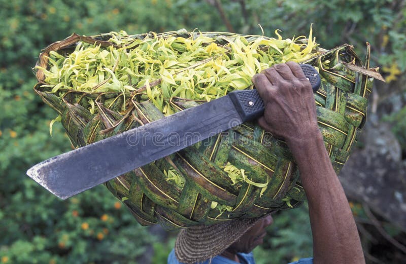 A men with ylang ylang flowers on the Island of Anjouan on the Comoros Ilands in the Indian Ocean in Africa. A men with ylang ylang flowers on the Island of Anjouan on the Comoros Ilands in the Indian Ocean in Africa.