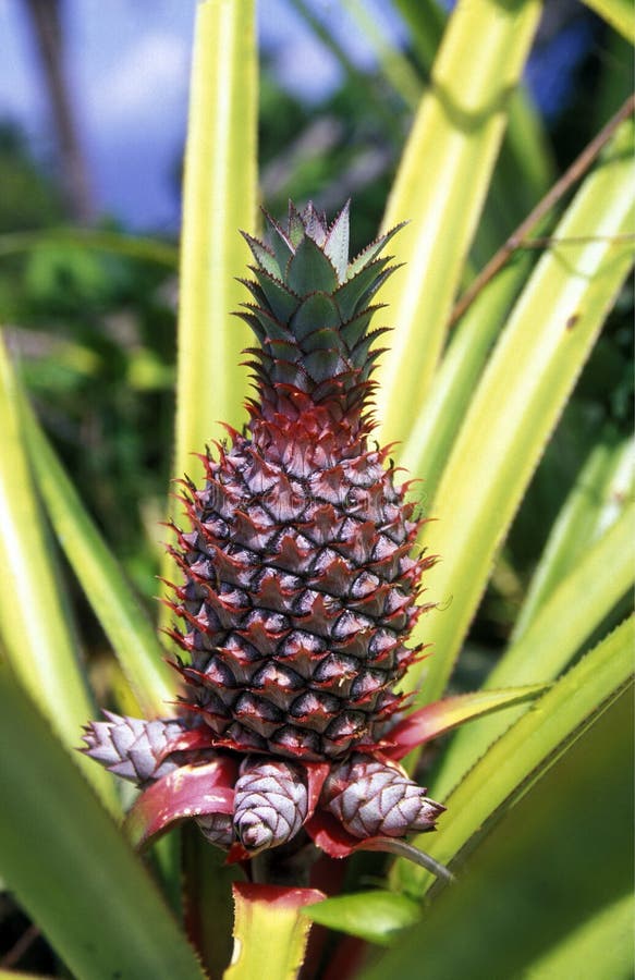 Pineaple plantation on the Island of Anjouan on the Comoros Ilands in the Indian Ocean in Africa. Pineaple plantation on the Island of Anjouan on the Comoros Ilands in the Indian Ocean in Africa.