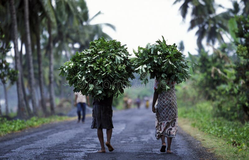 Farmers in a village on the Island of Anjouan on the Comoros Ilands in the Indian Ocean in Africa. Farmers in a village on the Island of Anjouan on the Comoros Ilands in the Indian Ocean in Africa.