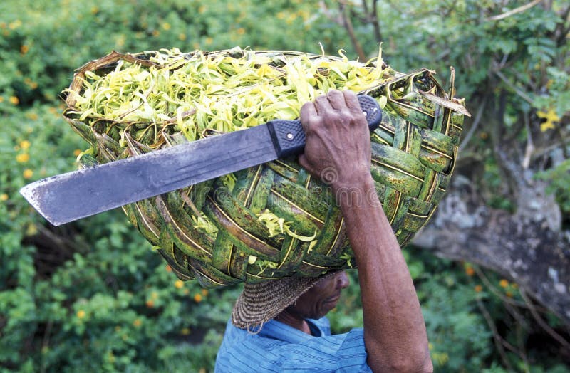 A men with ylang ylang flowers on the Island of Anjouan on the Comoros Ilands in the Indian Ocean in Africa. A men with ylang ylang flowers on the Island of Anjouan on the Comoros Ilands in the Indian Ocean in Africa.