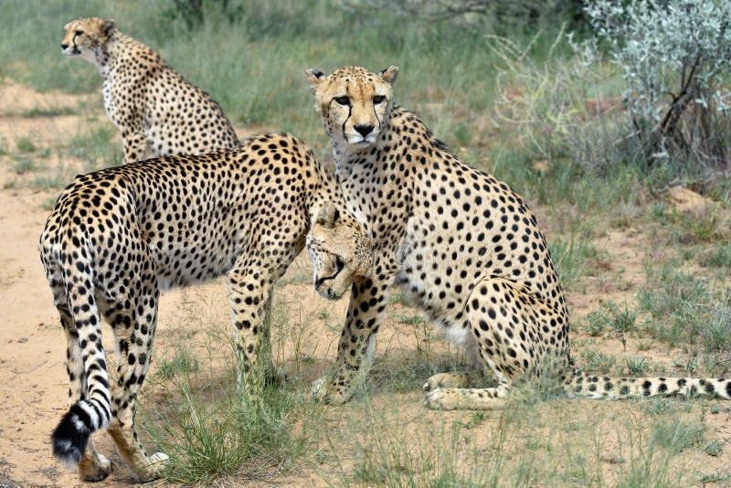 l'afrique namibia cheetahs photo stock l'afrique namibia cheetahs photo stock