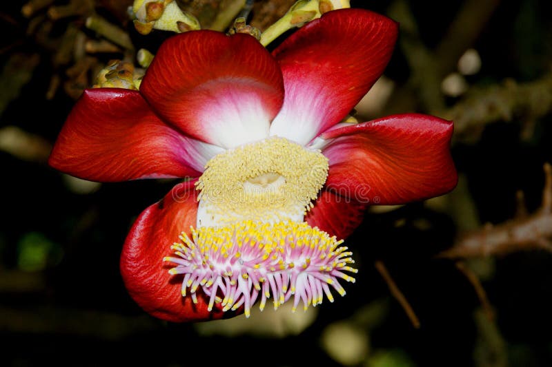 l'afrique seychelles Beau et étonnant guianensis de couroupita de fleur photo stock l'afrique seychelles Beau et étonnant guianensis de couroupita de fleur photo stock