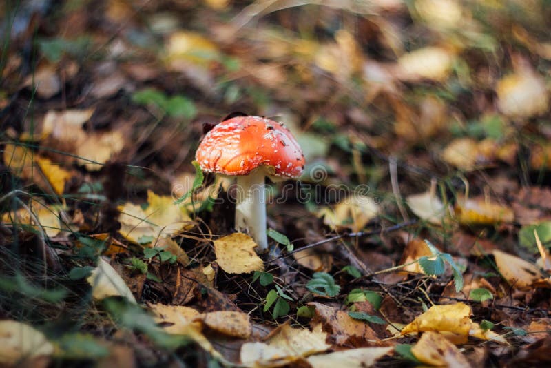 L'agarico di mosca rosso su un fondo vago delle foglie di autunno gialle si chiude su Fungo tossico, macro Fungo con un cappello immagine stock L'agarico di mosca rosso su un fondo vago delle foglie di autunno gialle si chiude su Fungo tossico, macro Fungo con un cappello immagine stock