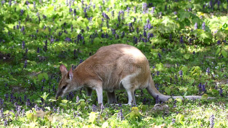 L'agile macropus agilis aussi appelé wallaby sablonneux est une espèce de wallaby banque de vidéos