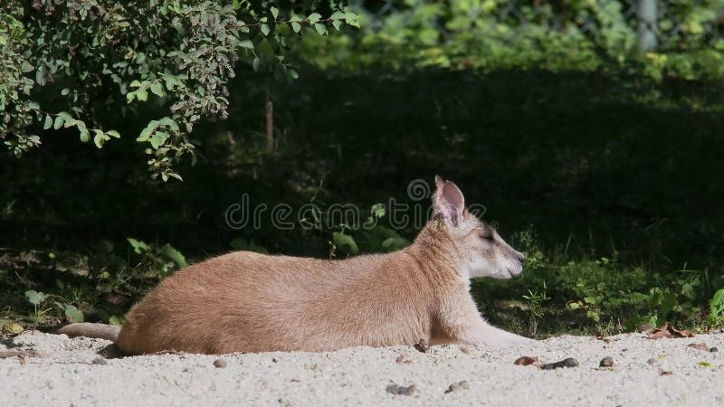 L'agile macropus agilis aussi appelé wallaby sablonneux est une espèce de wallaby banque de vidéos