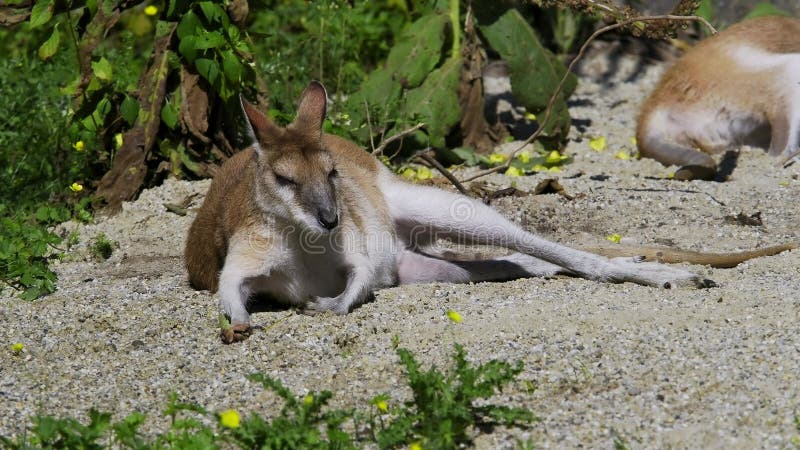 L'agile macropus agilis aussi appelé wallaby sablonneux est une espèce de wallaby clips vidéos