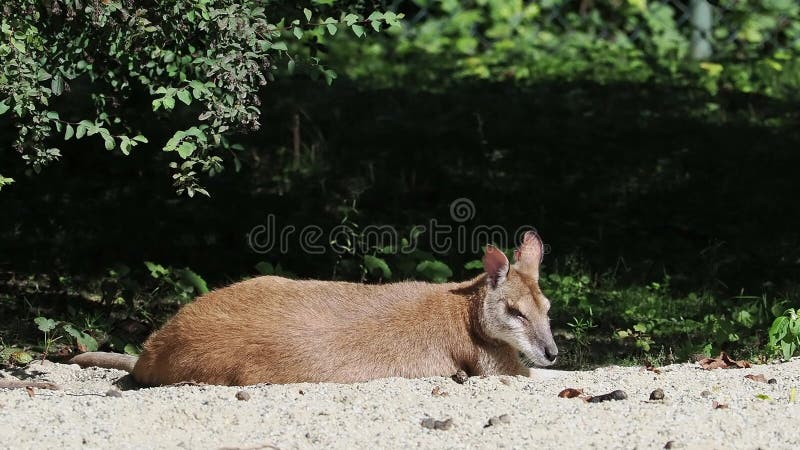 L'agile macropus agilis aussi appelé wallaby sablonneux est une espèce de wallaby banque de vidéos