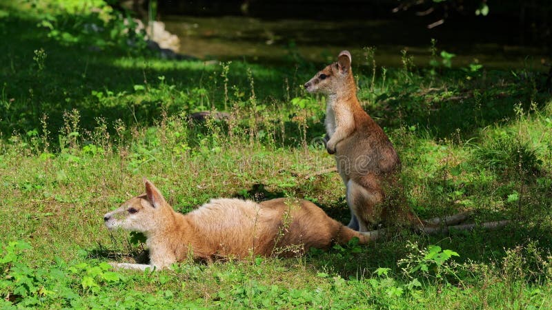 L'agile macropus agilis aussi appelé wallaby sablonneux est une espèce de wallaby banque de vidéos