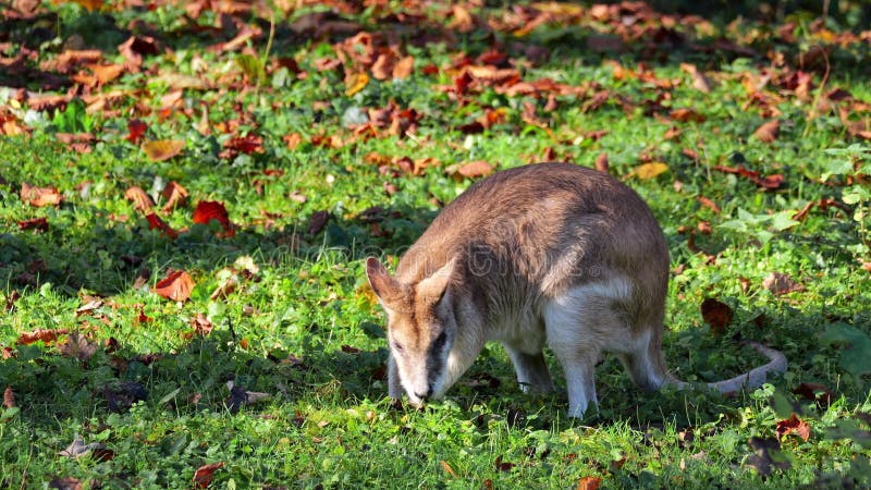 L'agile macropus agilis aussi appelé wallaby sablonneux est une espèce de wallaby banque de vidéos