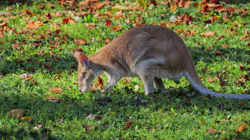 L'agile macropus agilis aussi appelé wallaby sablonneux est une espèce de wallaby clips vidéos