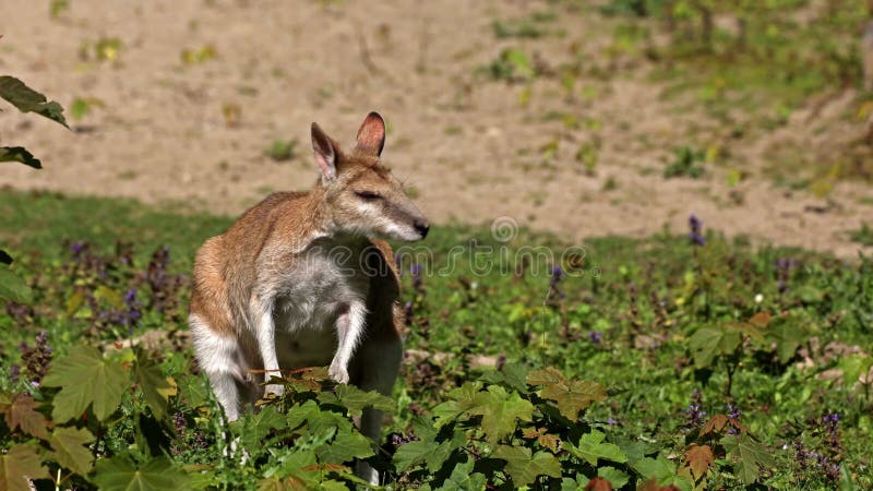 L'agile macropus agilis aussi connu sous le nom de wallaby wallaby sablonneux clips vidéos