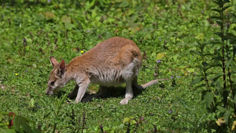 L'agile macropus agilis aussi connu sous le nom de wallaby wallaby sablonneux banque de vidéos