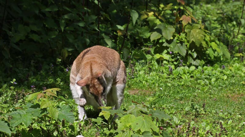 L'agile macropus agilis aussi connu sous le nom de wallaby wallaby sablonneux banque de vidéos