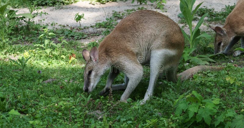 L'agile macropus agilis aussi connu sous le nom de wallaby wallaby sablonneux banque de vidéos