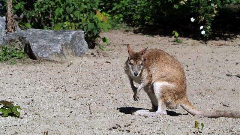 L'agile macropus agilis aussi connu sous le nom de wallaby wallaby sablonneux banque de vidéos
