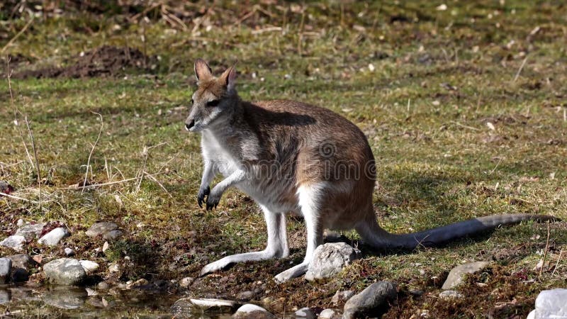 L'agile macropus agilis aussi connu sous le nom de wallaby wallaby sablonneux banque de vidéos