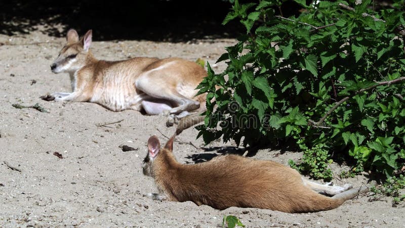 L'agile macropus agilis aussi connu sous le nom de wallaby wallaby sablonneux clips vidéos