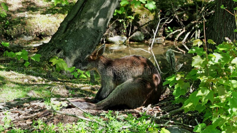 L'agile macropus agilis aussi connu sous le nom de wallaby wallaby sablonneux clips vidéos